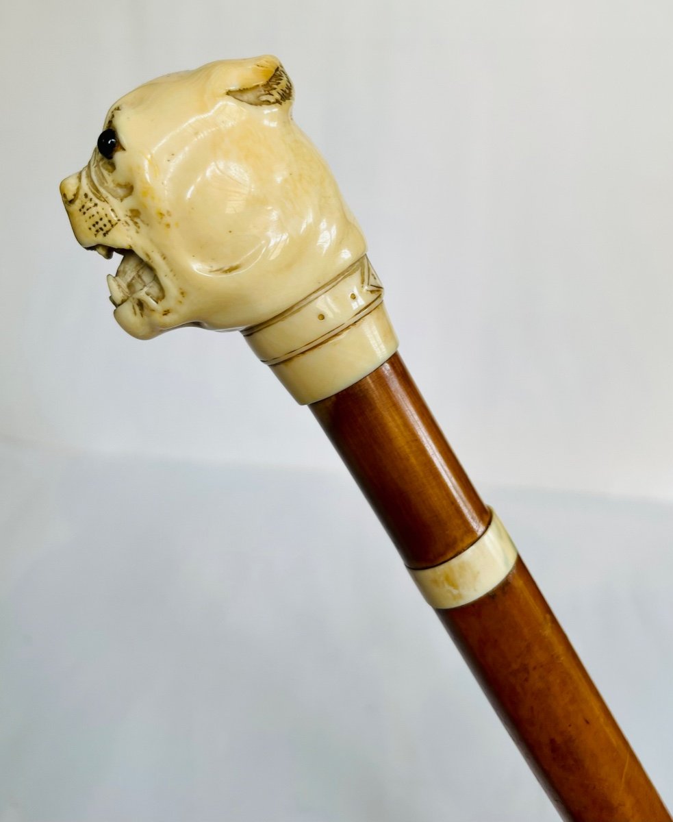 Ivory Mastiff Head Cane -photo-8